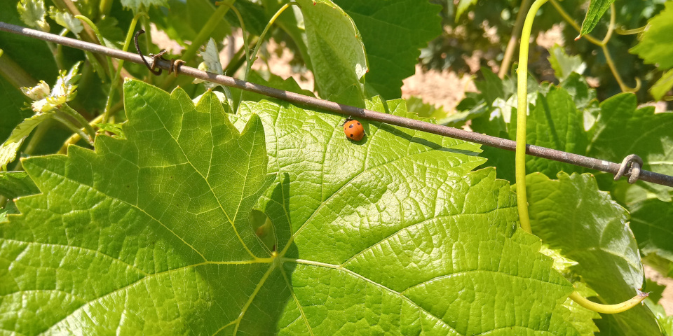 Mariquita en Viñedo