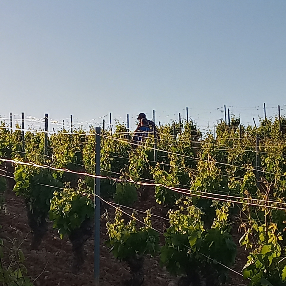 Trabajando las viñas